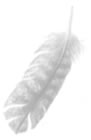 feather to wind